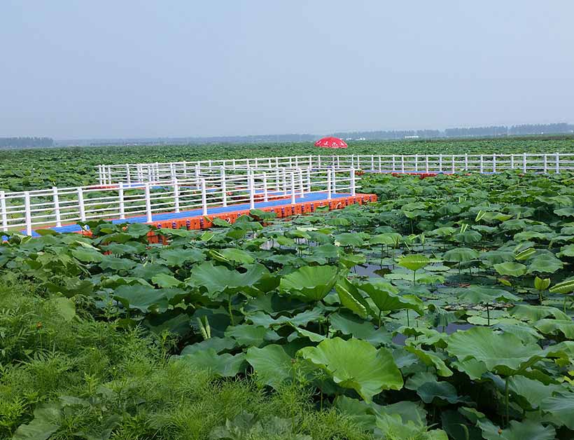 淮安荷花池水上浮桥